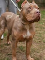 C$C’s PARIS of Swag Kennels