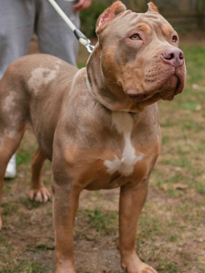 C$C’s PARIS of Swag Kennels