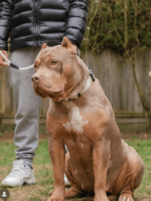 C$C’s PARIS of Swag Kennels