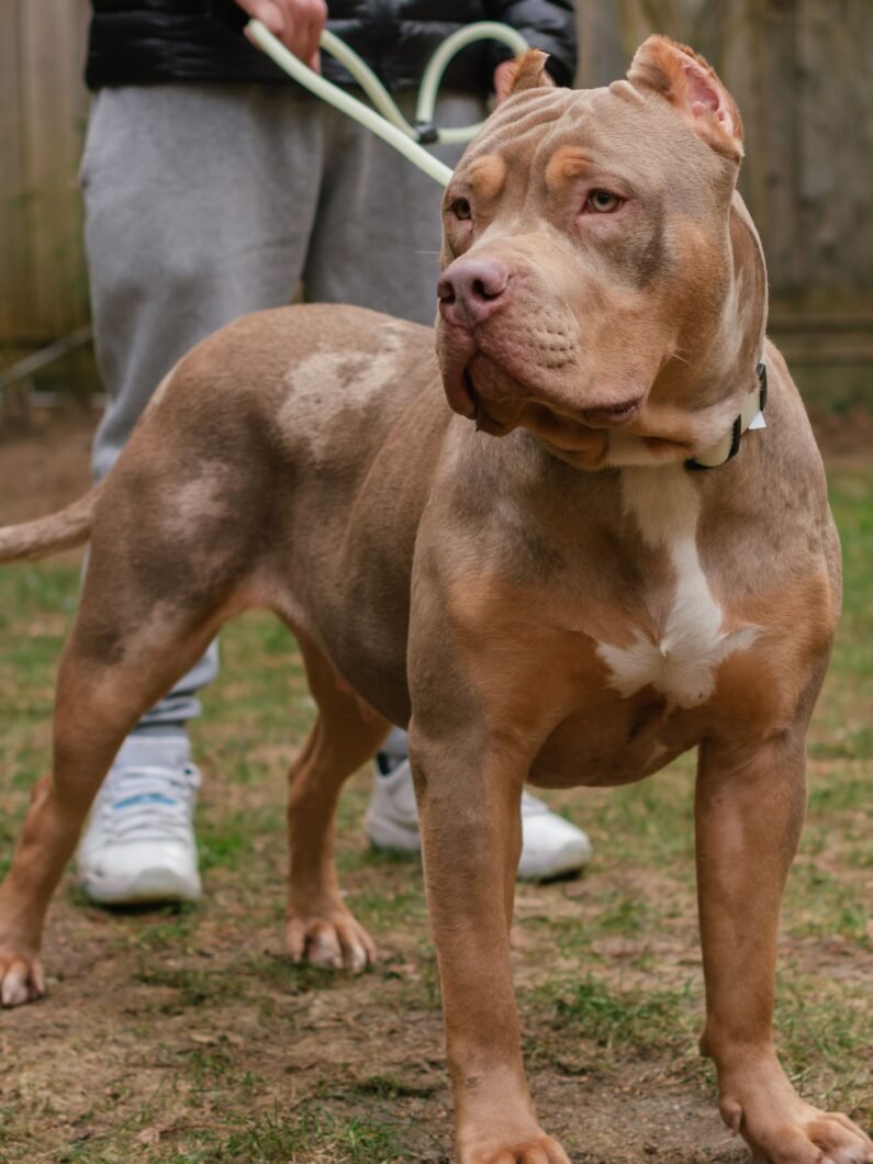 C$C’s PARIS of Swag Kennels