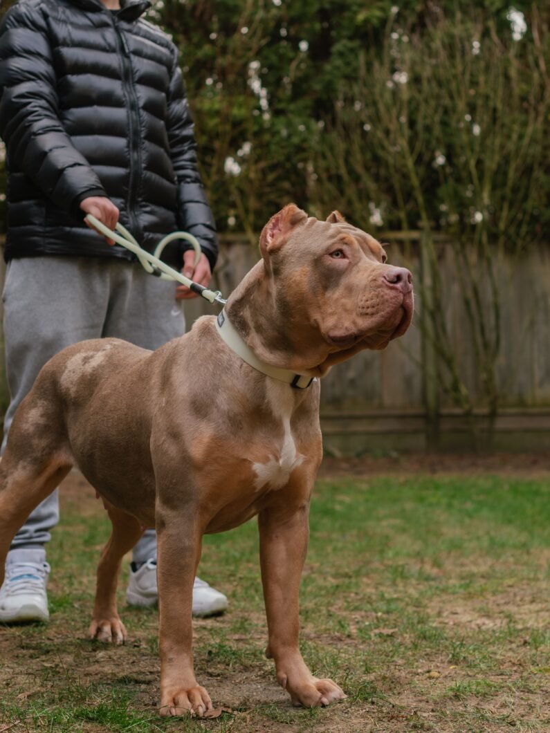 C$C’s PARIS of Swag Kennels