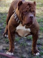 Bigballers Royal Honey